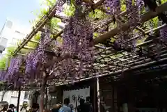 亀戸天神社(東京都)