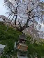 瀧桜神明宮(福島県)