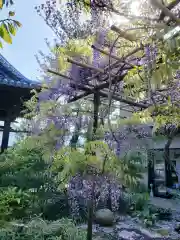 圓照寺の自然