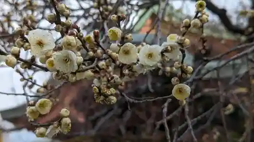 北野天満宮の自然