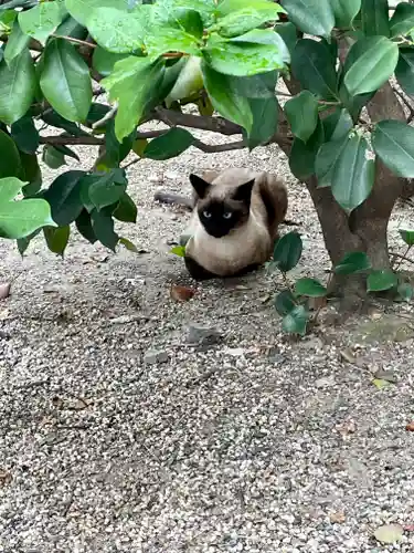 堀越神社の動物