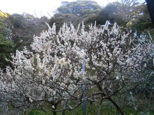 荏柄天神社の自然
