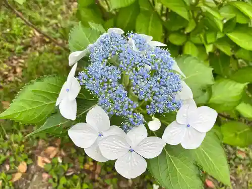 枚岡神社の自然