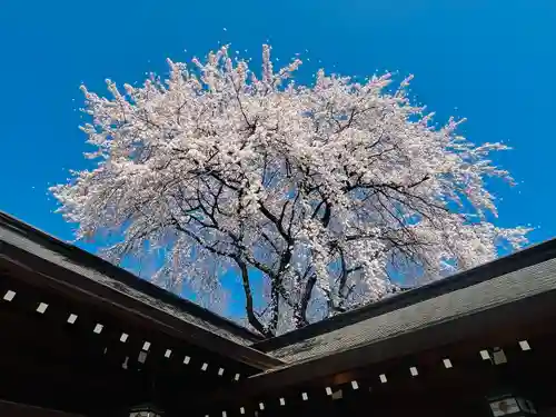 長野縣護國神社の自然