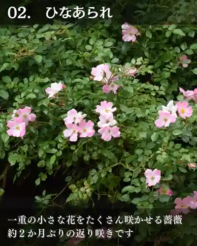 宝光寺(北海道)