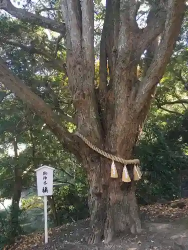 安房神社の自然