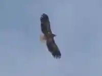 留辺蘂神社の動物