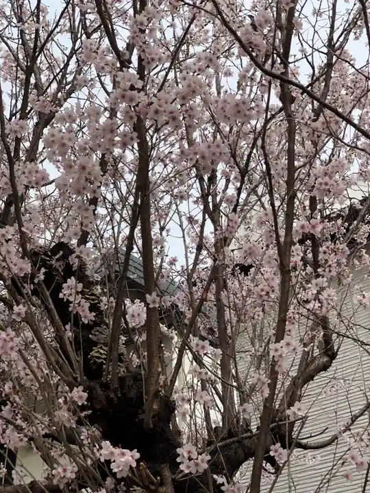 牛込柳町天祖神社の自然