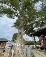 守谷総鎮守 八坂神社の自然