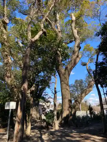 伊久智神社の自然