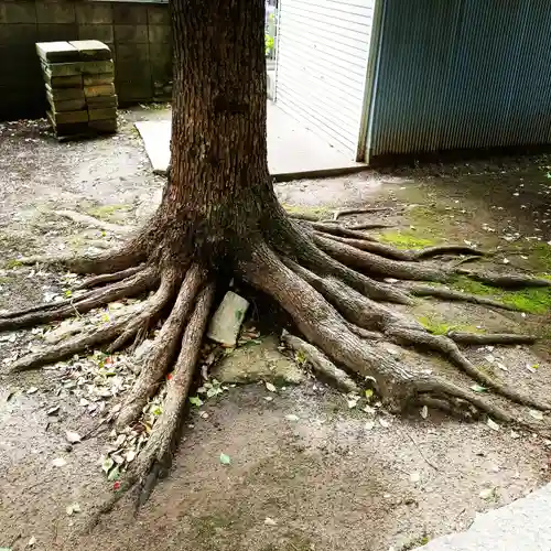 白髭神社の自然