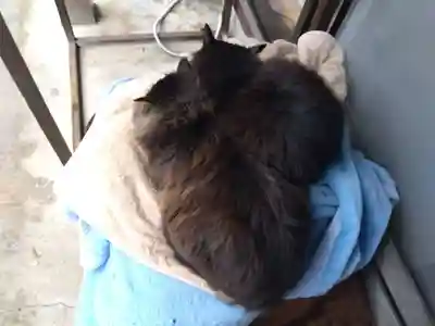 御誕生寺（猫寺）(福井県)