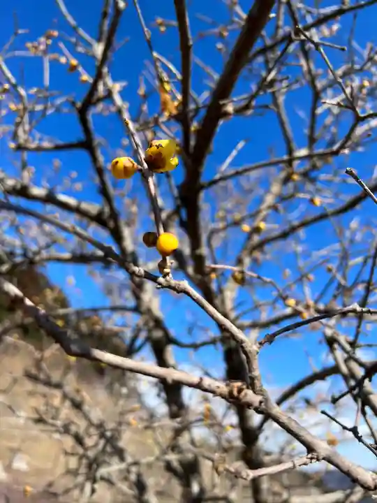 宝登山神社奥宮(埼玉県)