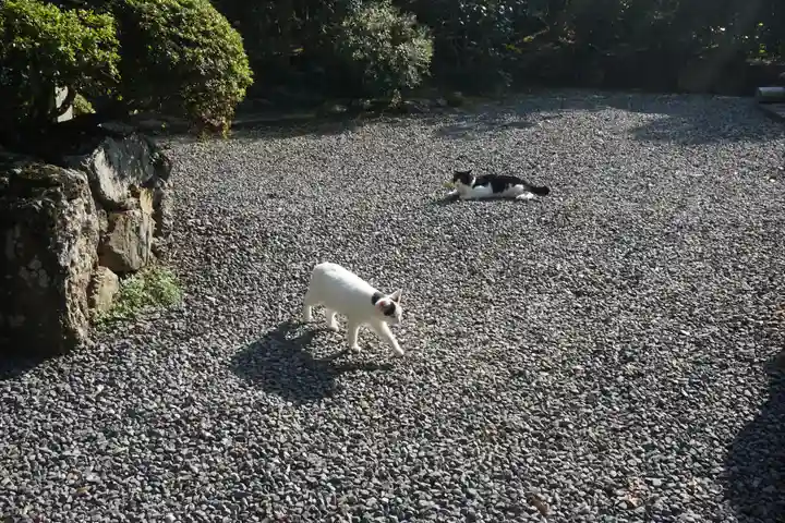 唐澤山神社の動物