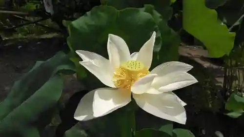 法金剛院の自然