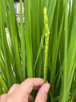 大鏑神社(福島県)