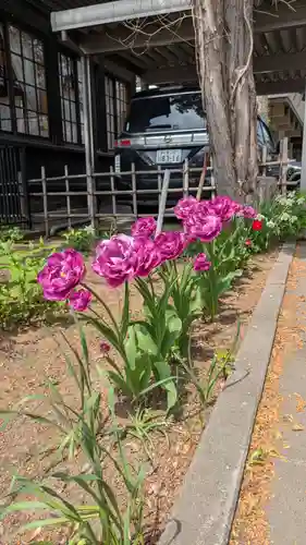 新琴似神社(北海道)
