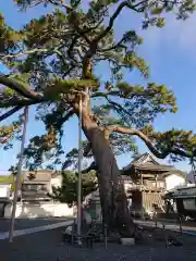 大慶寺の自然