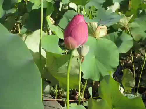 三室戸寺の庭園