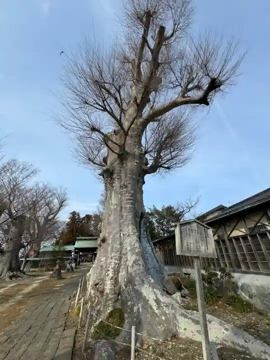 若宮八幡宮の{uncategorized: "未分類", other: "その他", undefined: "問題あり", building: "その他建物", grave: "お墓", sacred_gate: "鳥居", guardian: "狛犬", statue: "像", buddha: "仏像", history: "歴史", nature: "自然", garden: "庭園", animal: "動物", pagoda: "塔", temizu: "手水舎", mountain_gate: "山門・神門", sanctuary: "本殿・本堂", subordinate: "末社・摂社", art: "芸術", scenery: "景色", jizo: "地蔵", ema: "絵馬", goshuin: "御朱印", omikuji: "おみくじ", items: "授与品その他", amulet: "お守り", goshuincho: "御朱印帳", eats: "食事", festival: "お祭り", votive_dance: "神楽", shichigosan: "七五三参", wedding: "結婚式", experience: "体験その他", initially: "初詣", around: "周辺", anti_infection: "感染症対策"}