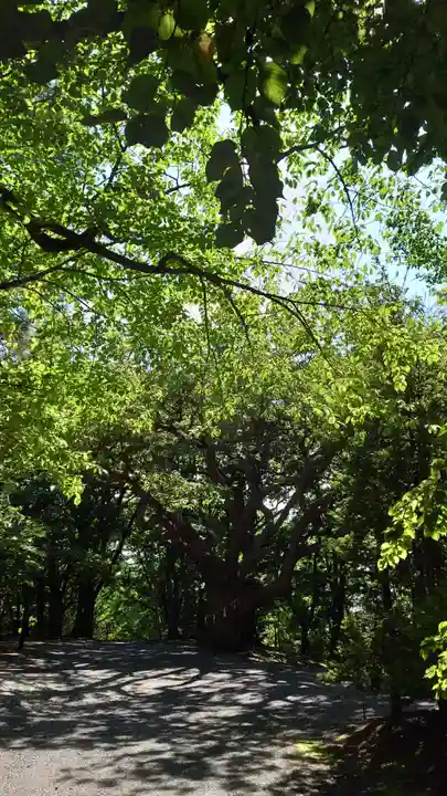 相馬神社の自然