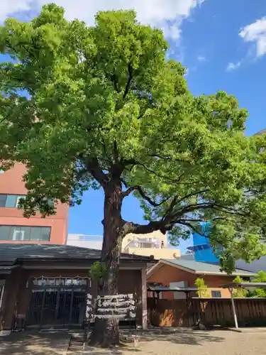 神明社（赤塚神明社）のおみくじ