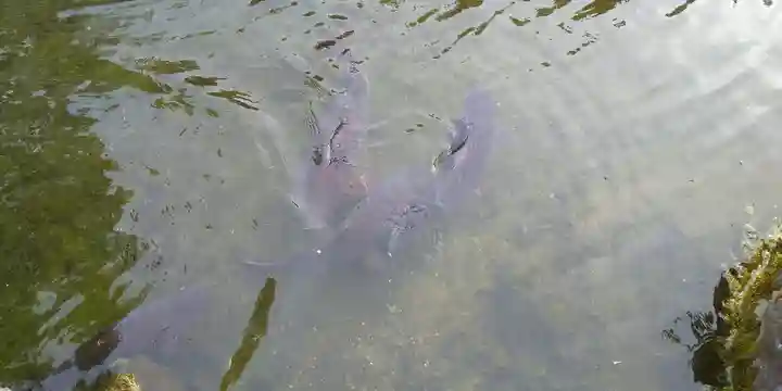 北海道護國神社の動物