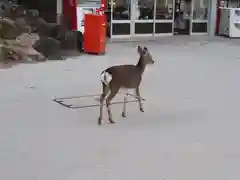 厳島神社の動物