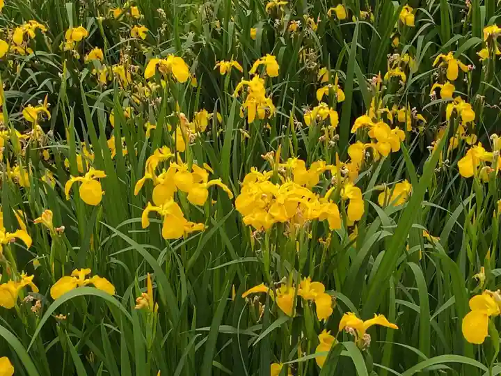 厳島神社(神奈川県)