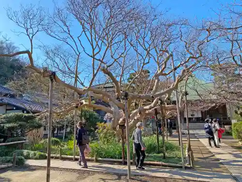 極楽寺（霊鷲山感應院極楽律寺）の庭園