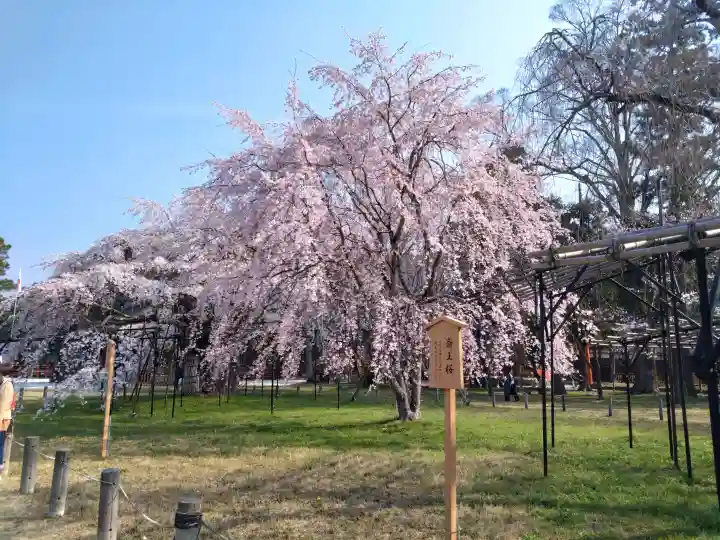 賀茂別雷神社(上賀茂神社)の{uncategorized: "未分類", other: "その他", undefined: "問題あり", building: "その他建物", grave: "お墓", sacred_gate: "鳥居", guardian: "狛犬", statue: "像", buddha: "仏像", history: "歴史", nature: "自然", garden: "庭園", animal: "動物", pagoda: "塔", temizu: "手水舎", mountain_gate: "山門・神門", sanctuary: "本殿・本堂", subordinate: "末社・摂社", art: "芸術", scenery: "景色", jizo: "地蔵", ema: "絵馬", goshuin: "御朱印", omikuji: "おみくじ", items: "授与品その他", amulet: "お守り", goshuincho: "御朱印帳", eats: "食事", festival: "お祭り", votive_dance: "神楽", shichigosan: "七五三参", wedding: "結婚式", experience: "体験その他", initially: "初詣", around: "周辺", anti_infection: "感染症対策"}
