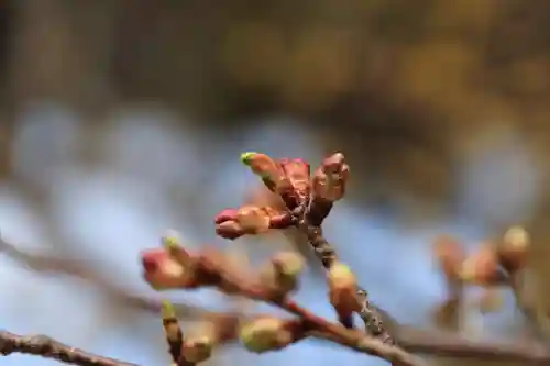 開成山大神宮の自然
