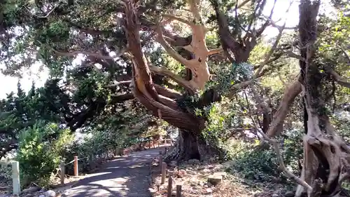 大瀬神社の自然