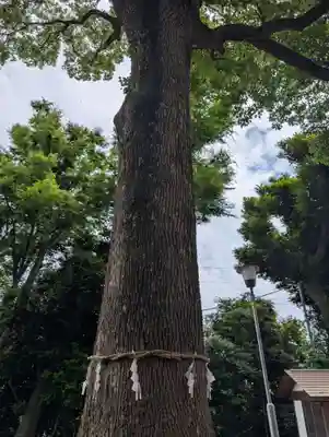 星川杉山神社(神奈川県)