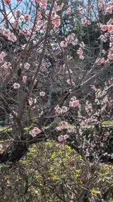 隨心院(随心院)(京都府)