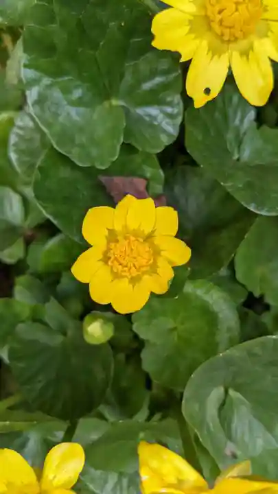 玉野御嶽神社の自然