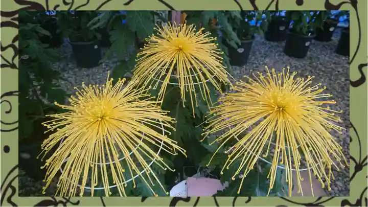 草加神社(埼玉県)