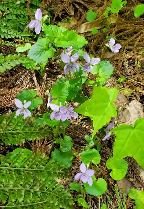 磐椅神社の自然