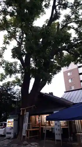 札幌諏訪神社の自然