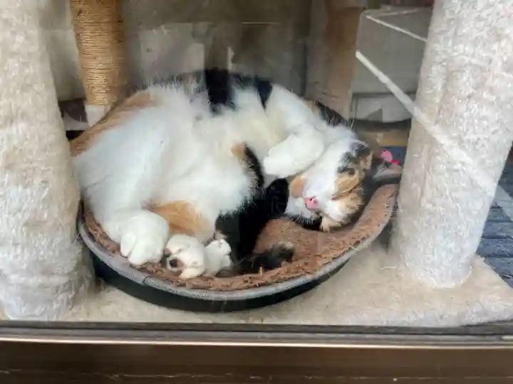 熊野那智神社(宮城県)