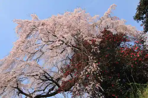 貝山薬師堂の自然