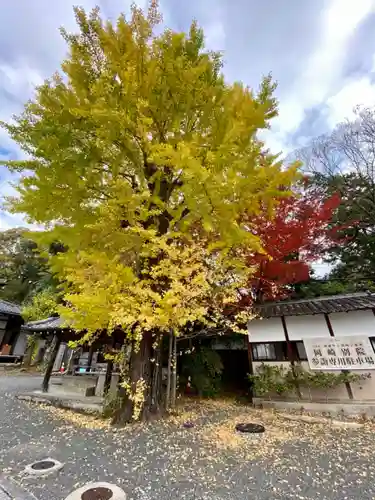 東本願寺岡崎別院の自然