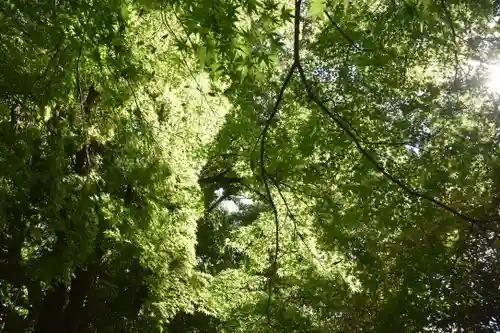 宇治上神社の自然