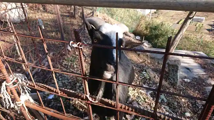 賀茂別雷神社の動物