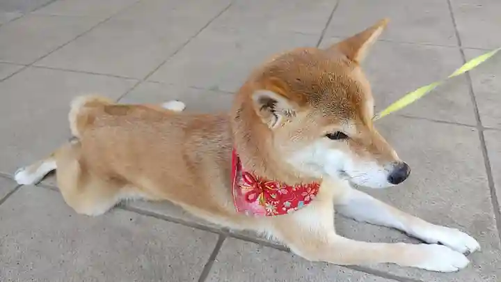 高山神社の動物