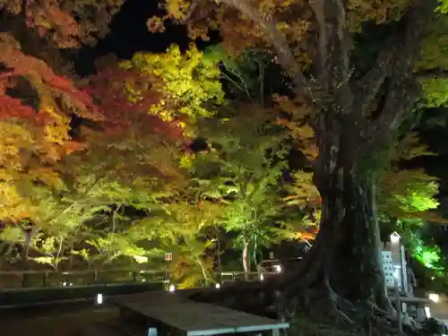 北野天満宮の自然