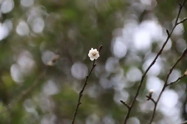 開成山大神宮の自然