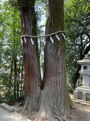聖神社(埼玉県)