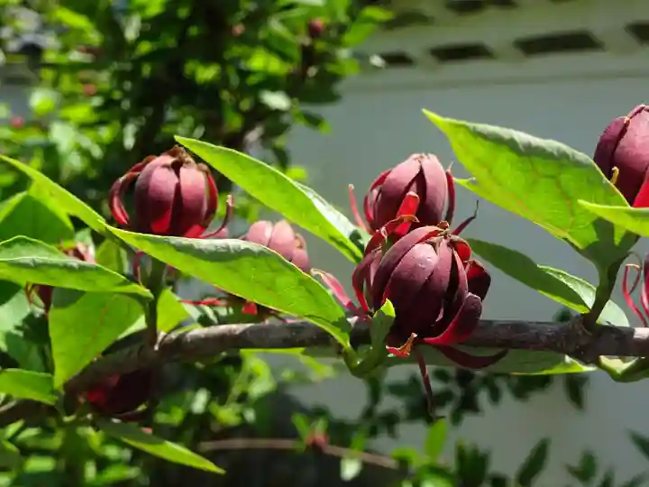 正一位霊験稲荷社の自然