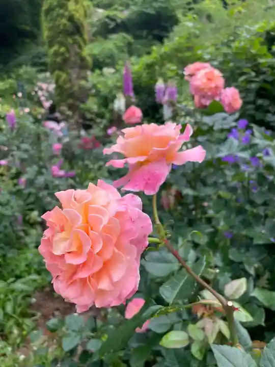 曽我浅間神社の自然